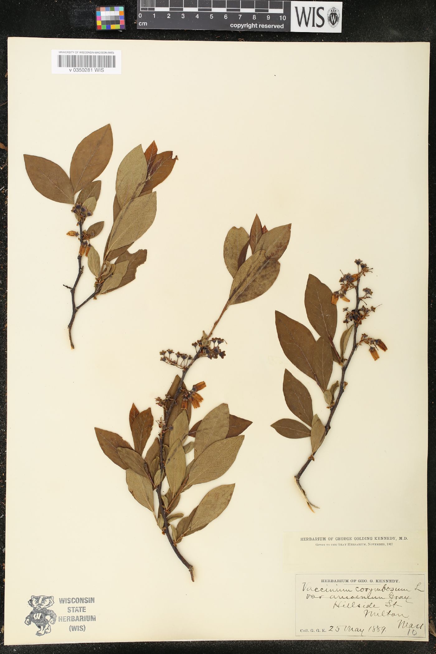 Vaccinium corymbosum var. amoenum image