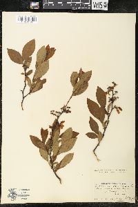 Vaccinium corymbosum var. amoenum image