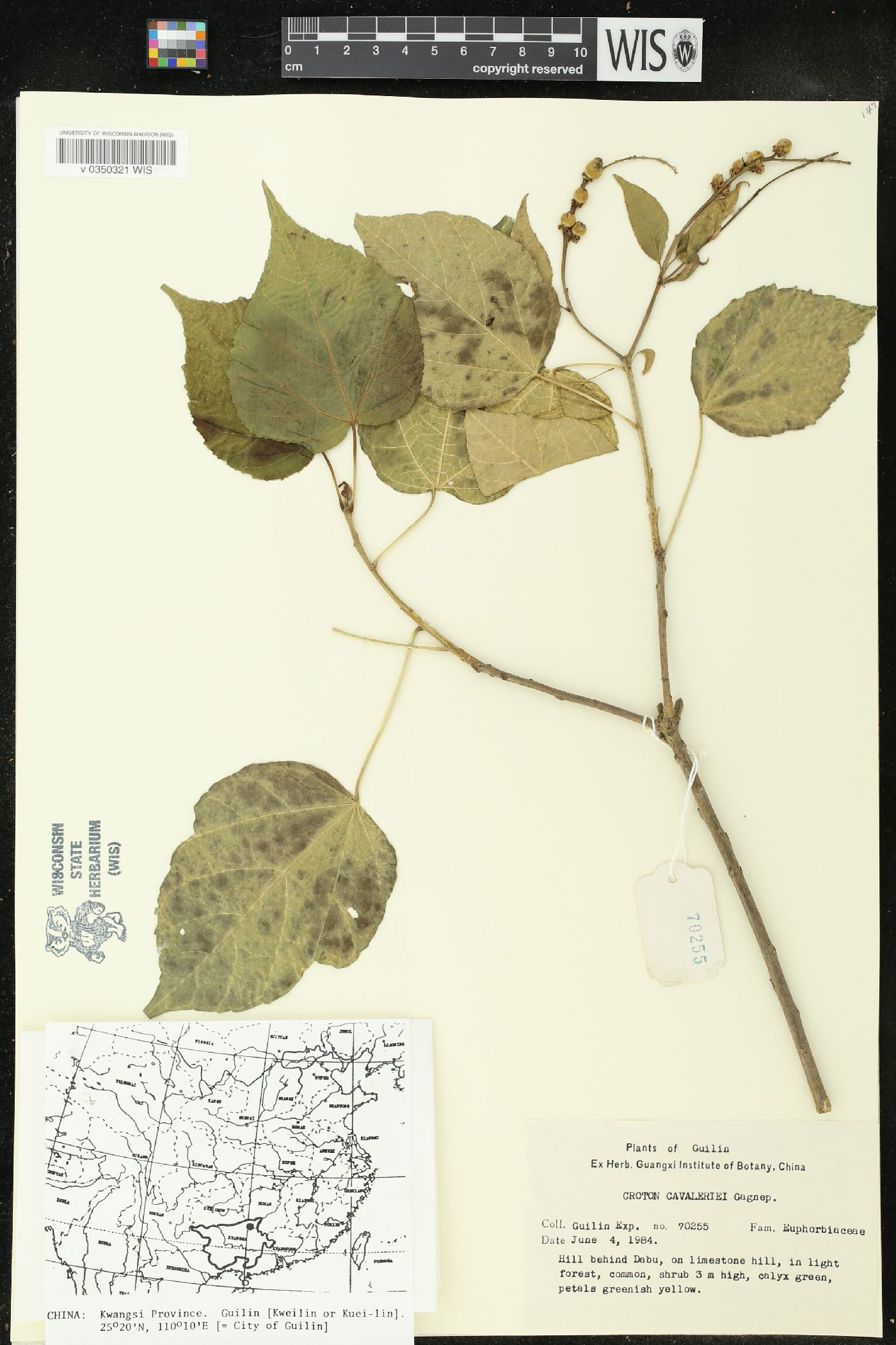 Croton euryphyllus image