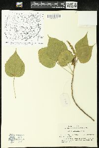 Croton euryphyllus image