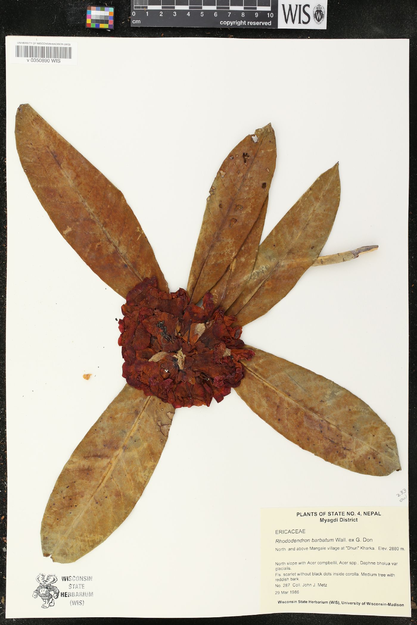 Rhododendron barbatum image