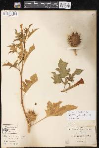 Datura quercifolia image