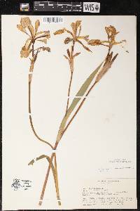 Iris virginica image