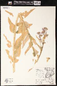 Hesperis matronalis image