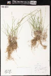Poa cusickii image