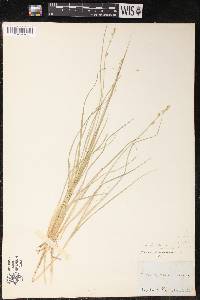 Carex canescens var. disjuncta image