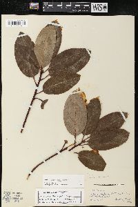 Arbutus menziesii image