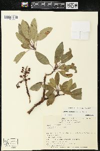 Arbutus arizonica image