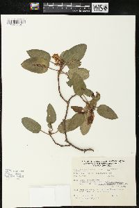 Arbutus glandulosa image