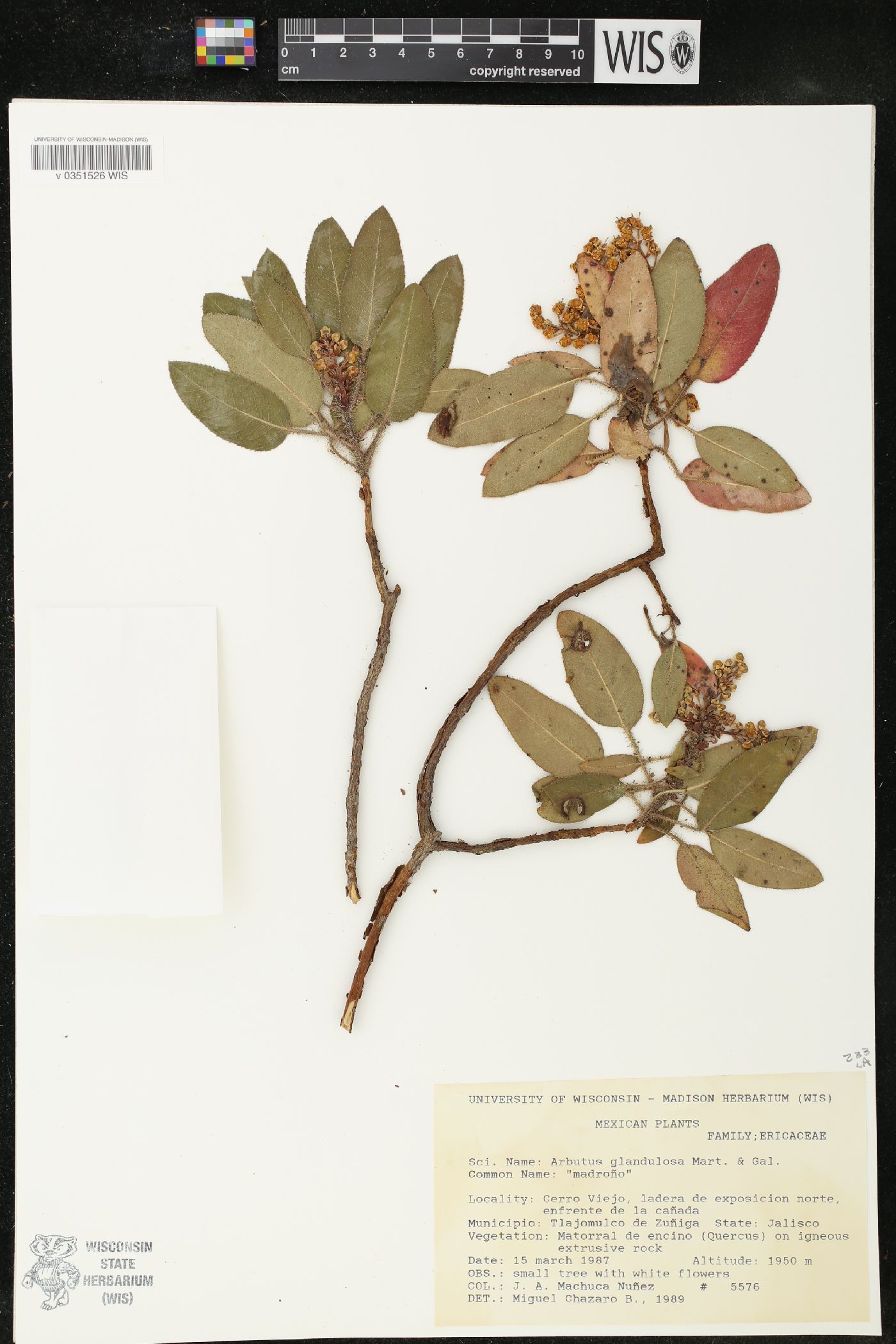 Arbutus glandulosa image