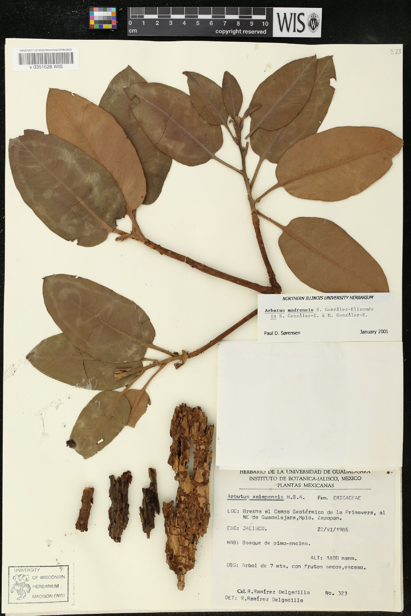 Arbutus madrensis image