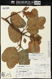 Arbutus madrensis image