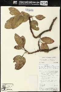 Arbutus madrensis image