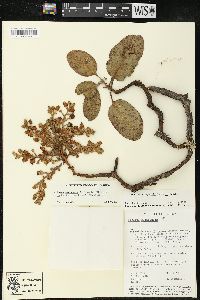 Arbutus madrensis image