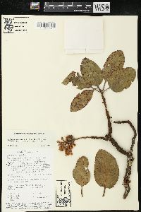 Arbutus madrensis image