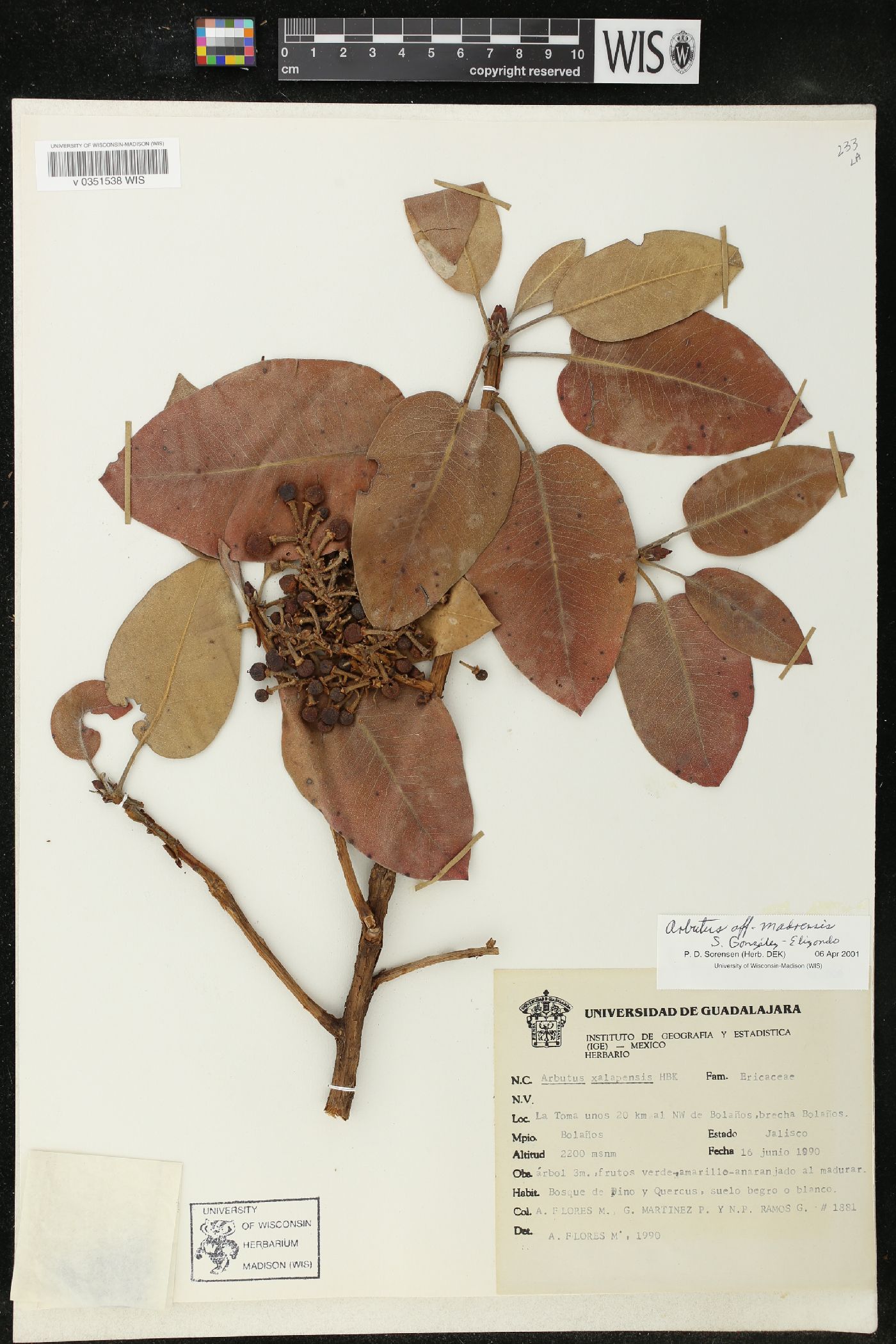 Arbutus madrensis image