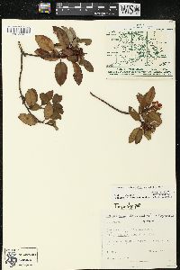 Arbutus occidentalis image