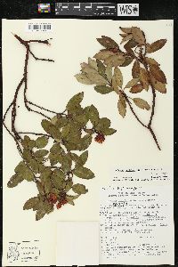 Arbutus occidentalis image