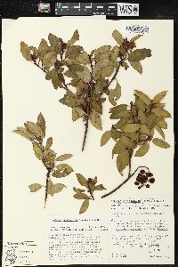 Arbutus occidentalis image