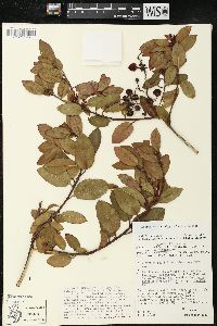 Arbutus occidentalis image