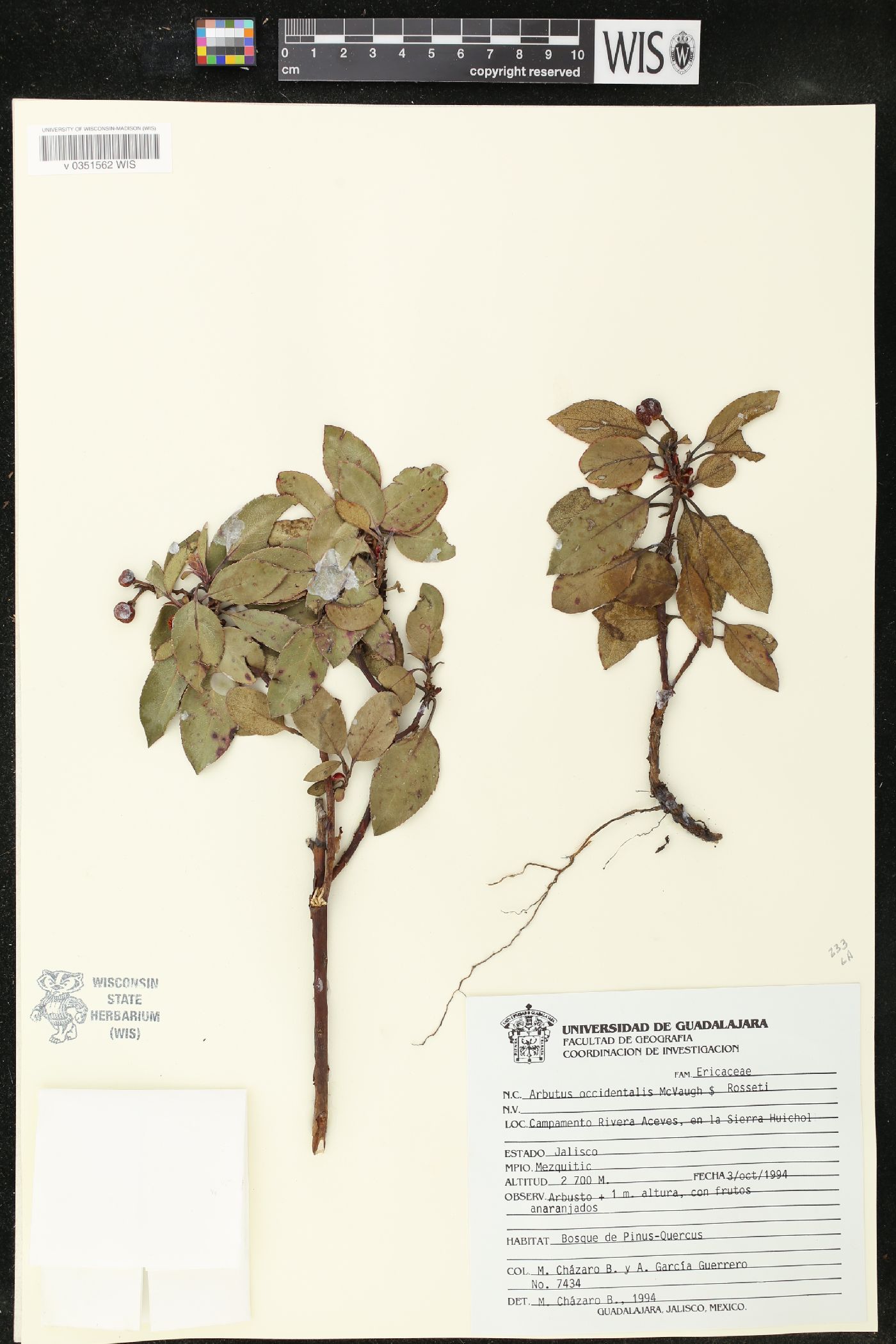 Arbutus occidentalis image