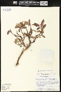 Arbutus occidentalis image