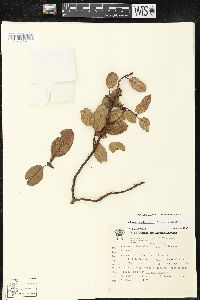 Arbutus occidentalis image