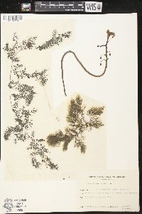 Utricularia foliosa image