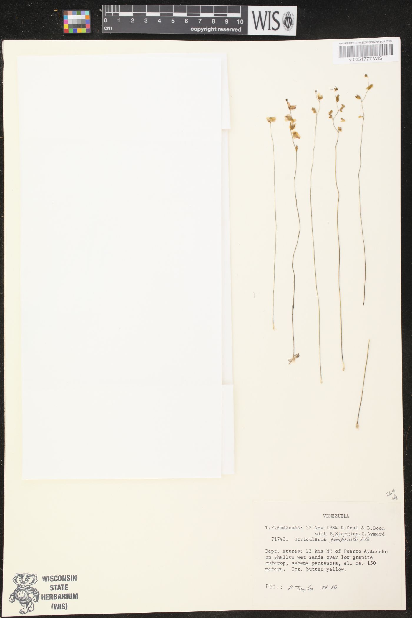 Utricularia fimbriata image