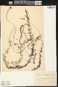 Utricularia australis image