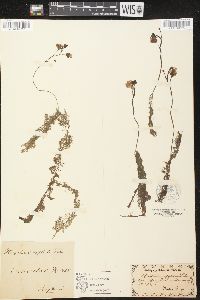 Utricularia australis image