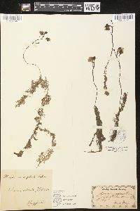 Utricularia australis image