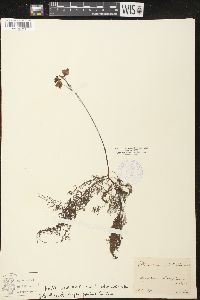 Utricularia australis image