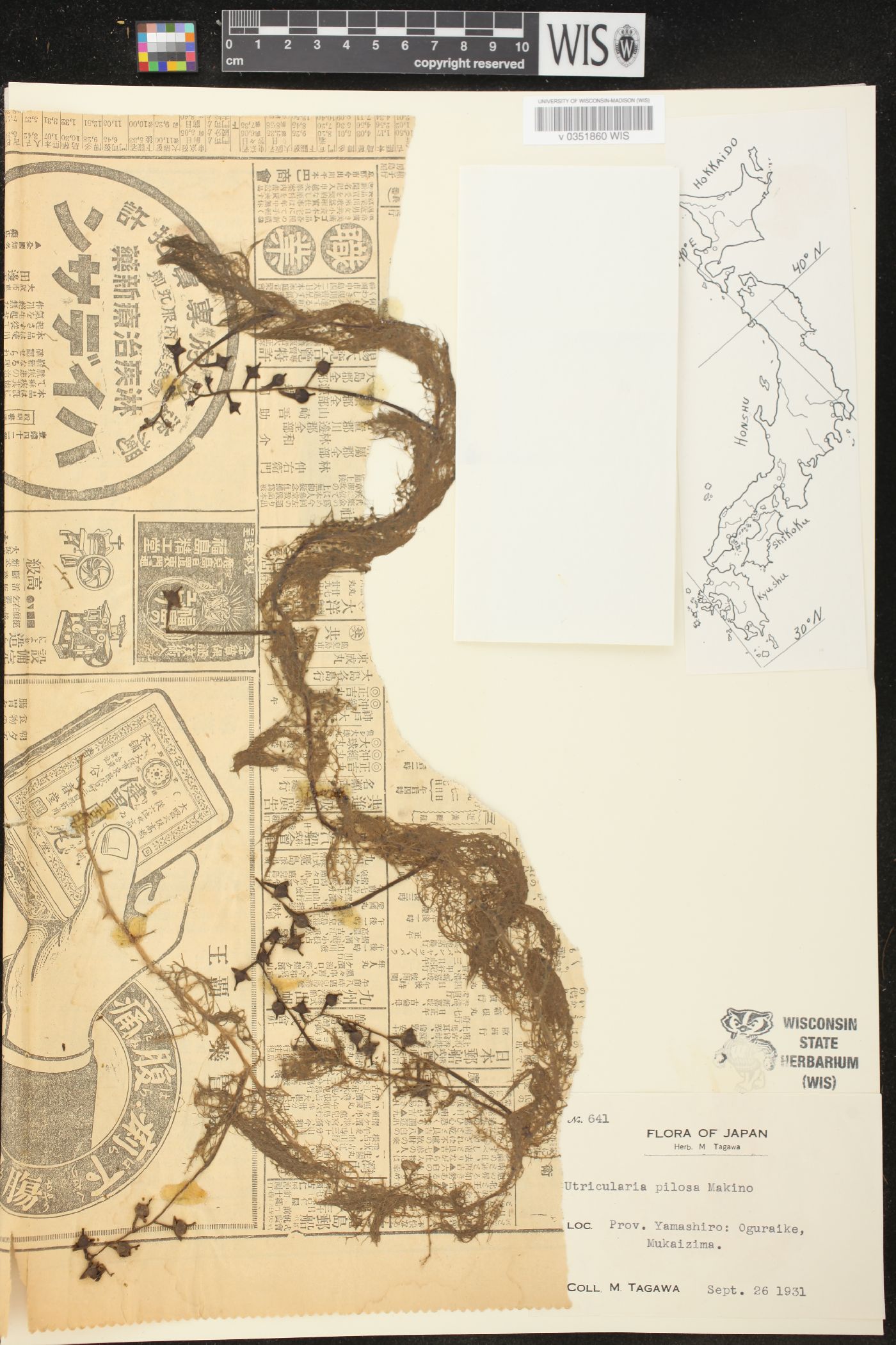 Utricularia aurea image