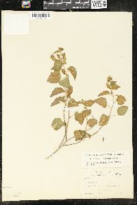 Acalypha californica image