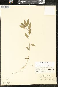 Acalypha gracilens image