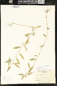 Acalypha gracilens image