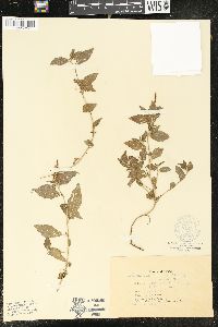 Acalypha phleoides image