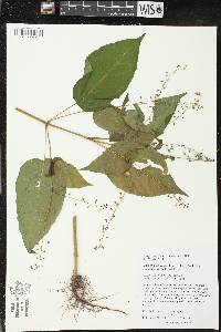 Circaea canadensis image