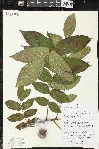 Juglans cinerea image