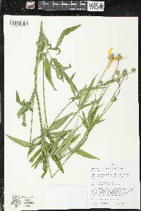 Ratibida pinnata image