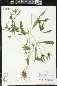 Bidens tripartita image