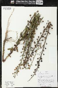 Verbascum blattaria image