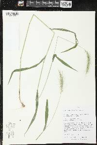 Elymus villosus image