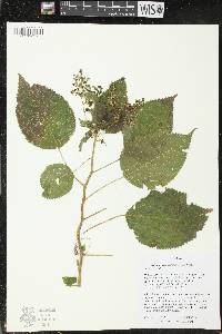 Laportea canadensis image