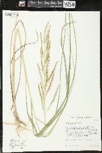 Spartina pectinata image