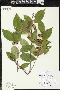 Betula alleghaniensis image