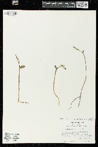 Botrychium matricariifolium image