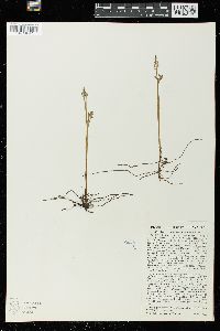 Botrychium matricariifolium image