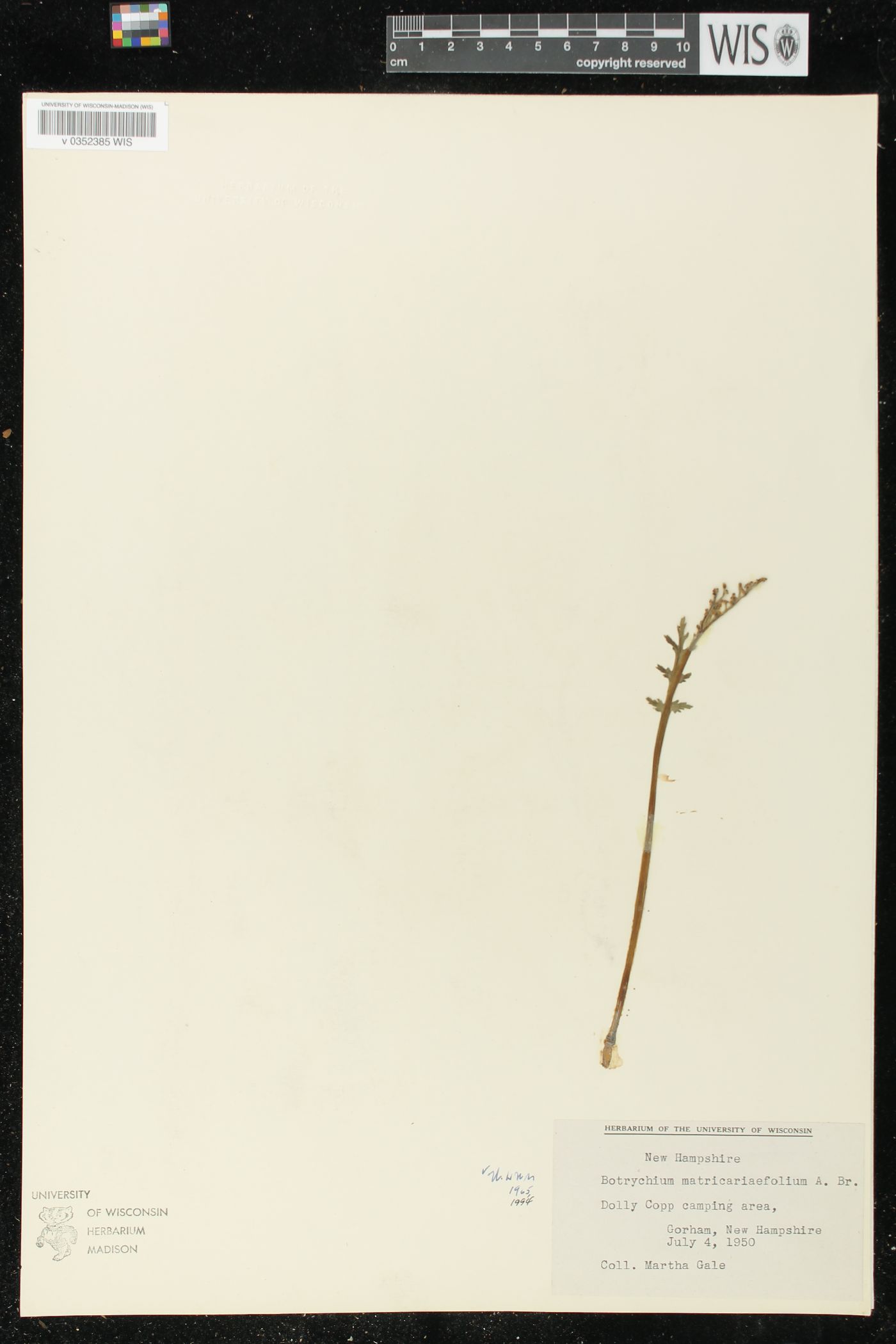 Botrychium matricariifolium image